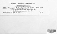 Uromyces hedysari-paniculati image